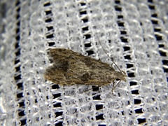 Empalactis neotaphronoma