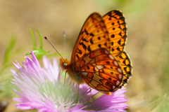 Boloria euphrosyne