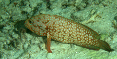 Cephalopholis cyanostigma