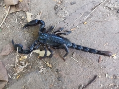 Heterometrus laoticus