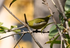 Zosterops erythropleurus