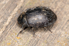 Byrrhus pilula
