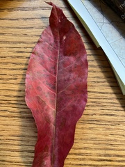 Oxydendrum
