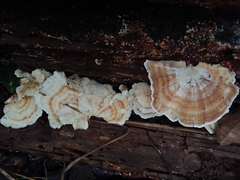 Microporellus obovatus