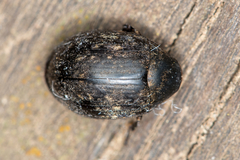 Byrrhus pilula