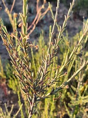 Gnidia leipoldtii
