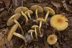 Pholiota spumosa