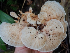 Microporellus obovatus