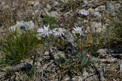 Aster willkommii