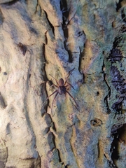 Cebrenninus