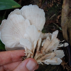 Microporellus obovatus