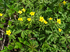 Anemonoides ranunculoides