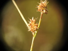 Carex lepidocarpa