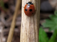 Coccinella quinquepunctata