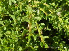 Baccharis pilularis pilularis