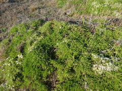 Baccharis pilularis pilularis