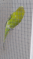 Melopsittacus