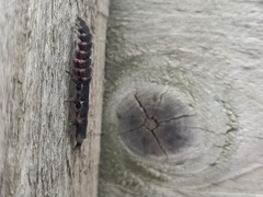 Nyctophila reichii