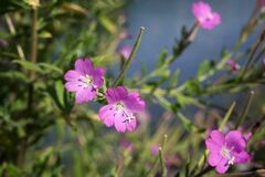 Epilobium hirsutum