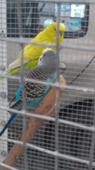 Melopsittacus