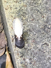 Opisthoplatia orientalis