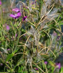 Epilobium hirsutum