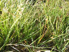 Carex lepidocarpa