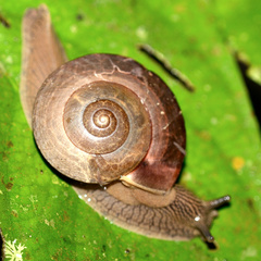 Hemiplecta