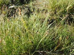 Carex lepidocarpa