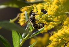 Megacampsomeris prismatica