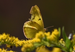 Colias poliographus