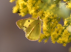 Colias poliographus