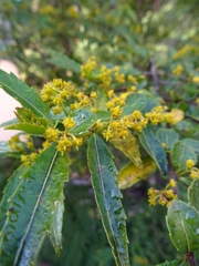 Azara lanceolata