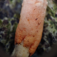 Ophiocordyceps melolonthae
