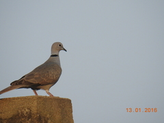 Streptopelia decaocto
