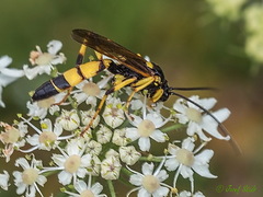 Ichneumon xanthorius