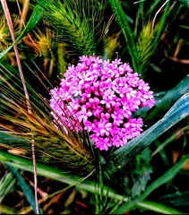 Centranthus ruber
