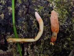 Ophiocordyceps melolonthae