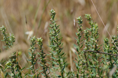 Thymelaea pubescens