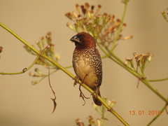 Lonchura punctulata