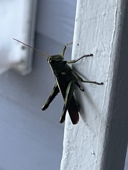 Schistocerca obscura