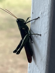 Schistocerca obscura