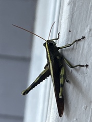 Schistocerca obscura