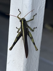 Schistocerca obscura