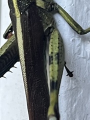 Schistocerca obscura