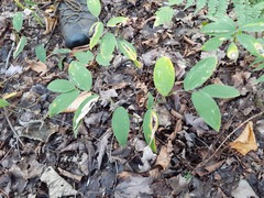 Uvularia sessilifolia