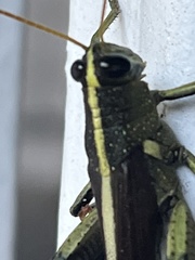 Schistocerca obscura