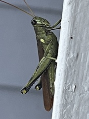 Schistocerca obscura