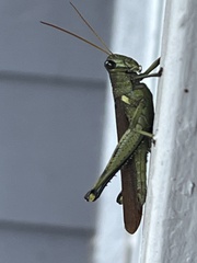 Schistocerca obscura