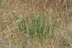 Thymelaea pubescens